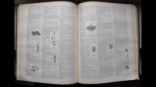 Anthropophagie  Dictionnaire français audio [upl. by Yrreb289]