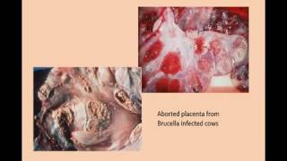 Brucellosis in cattle signsdiagnosistreatment [upl. by Eceeryt965]