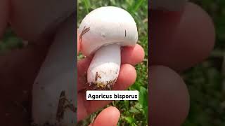 Agaricus bisporus shorts [upl. by Ainirtac810]