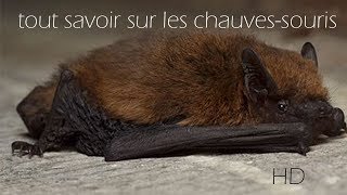 TOUT SAVOIR SUR LES CHAUVESSOURIS micro doc [upl. by Ellary]