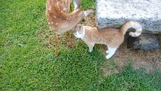 Cat visits Baby Deer again [upl. by Coke187]