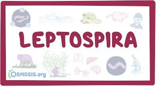 Leptospira  an Osmosis Preview [upl. by Candice]