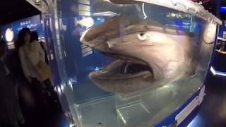 Preserved Megamouth Shark  Osaka Aquarium [upl. by Abeh]