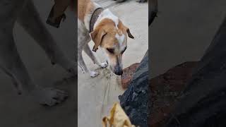 Dunia me sabse jayada baris kaha girti h comedy funny comedyshorts dog fun love trending [upl. by Helsie]