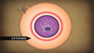 Human Body Cells Tissues and Skin [upl. by Arreic976]