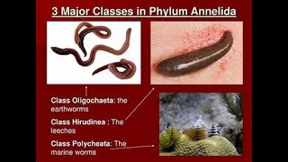 Classification of Phylum annelida [upl. by Quentin393]