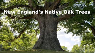 New Englands Native Oak Trees [upl. by Neeron929]