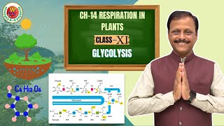 Glycolysis in Detail  Ch14 Respiration in Plants  Class 11  CBSE  NEET  Bio by Gulab Sir [upl. by Ahtnamys353]