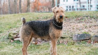 Skijoring with Horses Can Airedale Terriers Be Trained [upl. by Netsud]