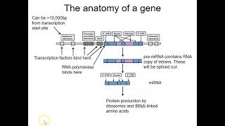 Topics in HB Epigenetics 1 DNA methylation [upl. by Olney]