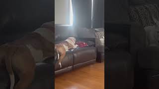 Costco sectional couch funnyvideo play puppy dog love pitbull [upl. by Yekcaj962]