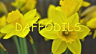 DAFFODILS BY WILLIAM WORDSWORTH FULL POEM EXPLANATION IN URDU [upl. by Santoro]