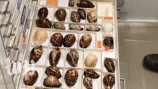 Why some cowrie shells might be too beautiful for their own good [upl. by Gasper]