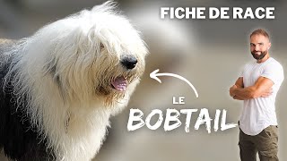 Le BOBTAIL  RACE DE CHIEN [upl. by Edward]