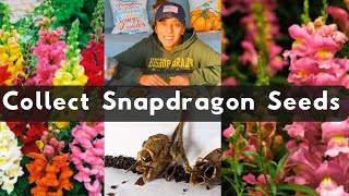 How To Collect Snapdragon Flower Seeds [upl. by Slohcin840]