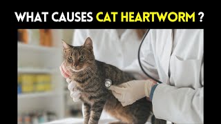 What Causes Cat Heartworm  Heartworm Disease in Cats Causes Symptoms and Treatment [upl. by Tunk]