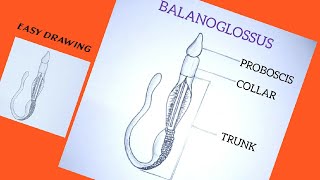 How to draw Balanoglossus easily [upl. by Khan678]