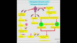 malaria microbiology bscnursing gnmnursing [upl. by Llamaj]