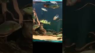 Fish tank tamil 🐠🔥viralvideo trendingshorts aquariumfish fish ₹youtubeshort [upl. by Auhsaj]