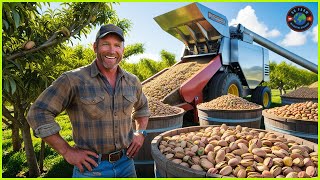 Pistachio Farm  How do Americans harvest pistachios  Bo Farm [upl. by Irt]