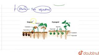 An albuminous seed showing hypogeal germination is [upl. by Campos]