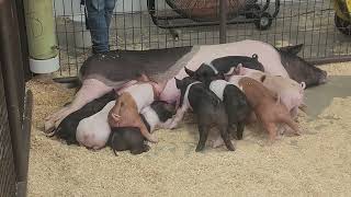 piglets nursing  Fair 2023 [upl. by Dniren]