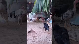 chickens farm trending shorts ytshorts animals petlovers [upl. by Meedan]