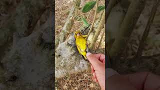 Cute birds doing prank😂 birdsinging wildlife cute amazing thedodo nationalgeographic birds [upl. by Eelessej897]