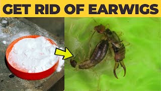 How to Get Rid of Earwigs Quickly and Easily [upl. by Hayilaa213]