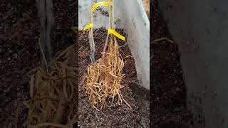 Unboxing Bare Root Trees from TN Nursery [upl. by Odrareve]