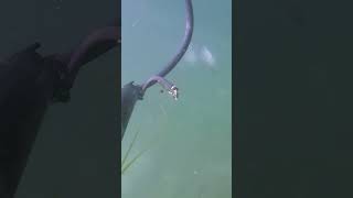 October 2024 Spearfishing Mullet in the Marmara Sea [upl. by Rebane]