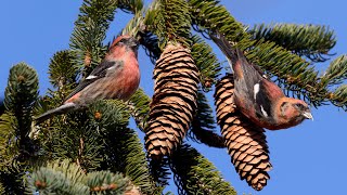 Whitewinged Crossbills [upl. by Coussoule]