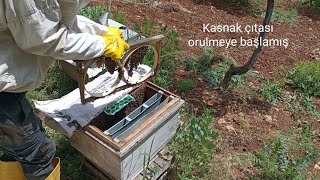 Bölme kovan kontrolü son durum satılık arı nasıl olmalıaricilik beekeeping karakovan [upl. by Lapham]