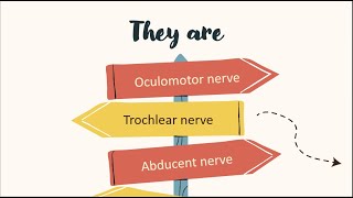 cranial nerves acting on the eye [upl. by Inimod196]