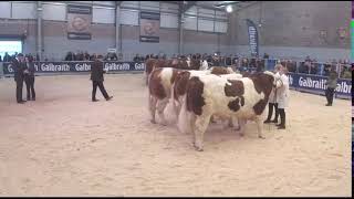 Simmental Judging at Stirling Bull Sales 22nd October ‘23 [upl. by Neuburger]