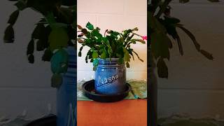 Christmas Cactus 🌵 update shorts plants cactus christmascactus [upl. by Ecilahs]