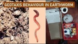 BScAnimal behaviour and chronobiologypracticalgeotaxis behaviour of earthworm [upl. by Nylekcaj]