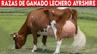 🔴 Raza De Ganado AYRSHIRE Ventajas y Desventajas ✅ Vacas AYRSHIRE LECHERO [upl. by Thurman]