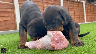 9 Weeks Old Rottweiler Puppies VS RAW Turkey Legs [upl. by Nelleoj469]