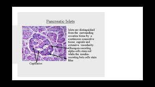 514 Hormonal Communications c iThe histology of the pancreas ii Examination of stained tissue [upl. by Leeth]