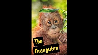 Quick Facts about Orangutans [upl. by Files269]