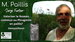 DÉMYSTIFIER LA VALORISATION DU PHRAGMITE OU ROSEAU COMMUN COMME PAILLIS AU JARDIN  SERGE FORTIER [upl. by Encratia]