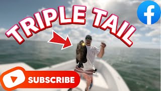 TRIPLE TAIL Pt1 The catch florida fishing tripletail suncoastoutdoors floridasportfishing [upl. by Analli]