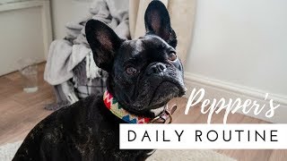 Pepper The French Bulldogs Daily Routine  The Cornish Life [upl. by Ained877]