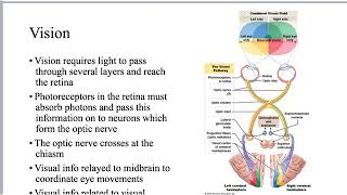 Vision Physiology [upl. by Leahplar]