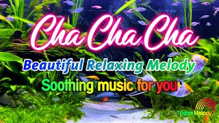 Beautiful Cha Cha Cha Relaxing Instrumental 2024  Latin Cha Cha Melody Soothing Music For You [upl. by Alastair381]