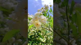 Beautiful Flower flowers citrusfruit funny nature fruit garden beautiful VanthaR [upl. by Rahab]