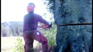 West Coast Timber faller Ax man Tree Falling [upl. by Ummersen]