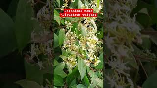 Wild privet plant Botanical name  Ligustrum vulgare  Family Oleaceae [upl. by Athalee]