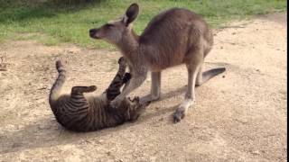 Kangaroo and cat playing [upl. by Yenaj]